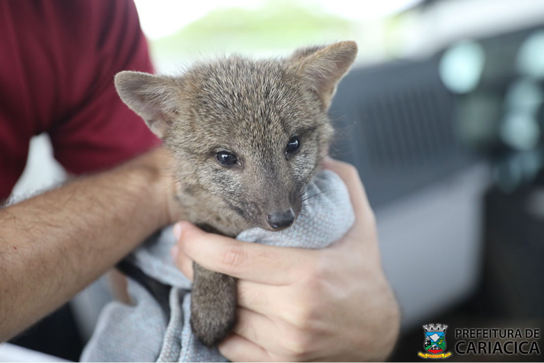 Filhote de cachorro-do-mato é resgatado em quintal de casa no bairro Campo Verde