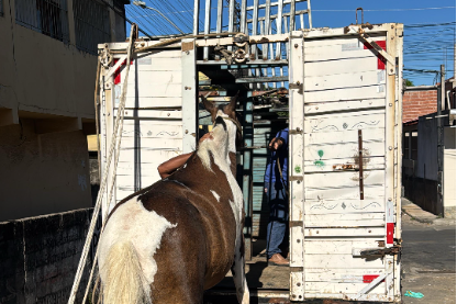 Secretaria de Serviços e Guarda Municipal recolhem cinco animais soltos em vias públicas