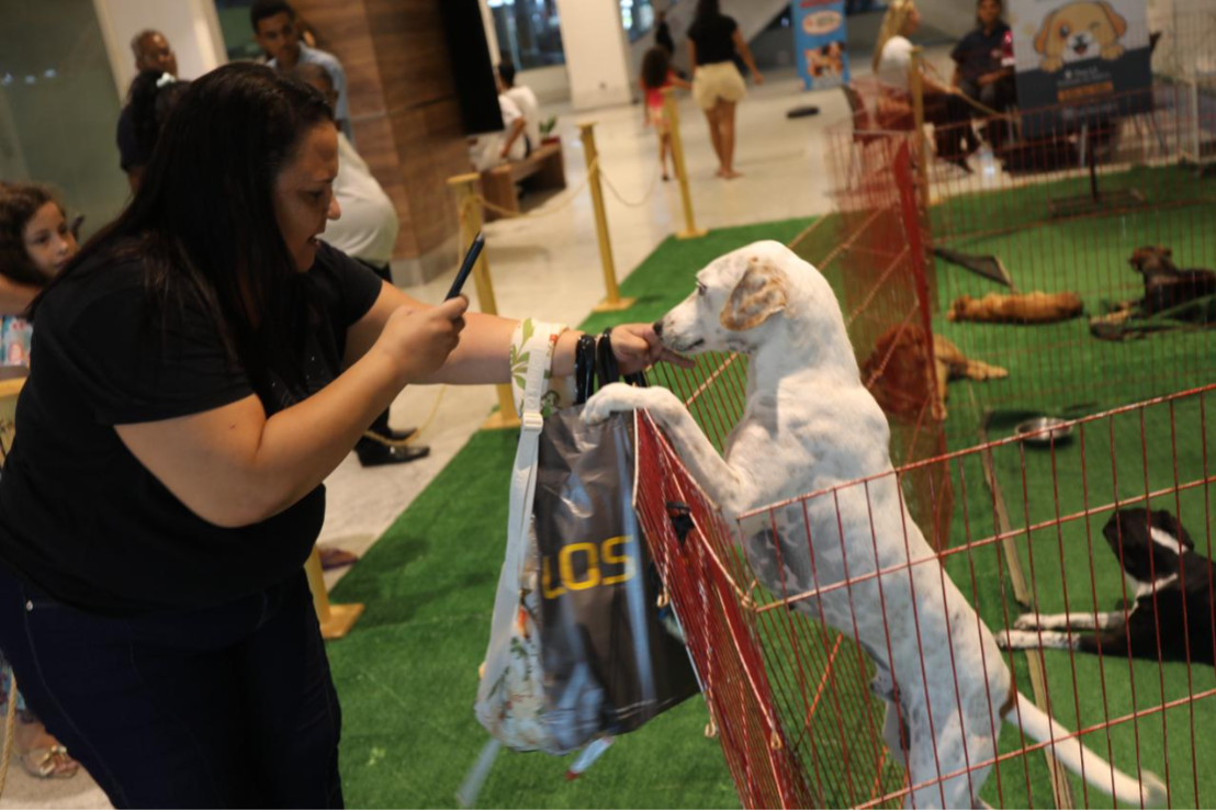Feira de Adoção de animais encaminhou pets à novos lares