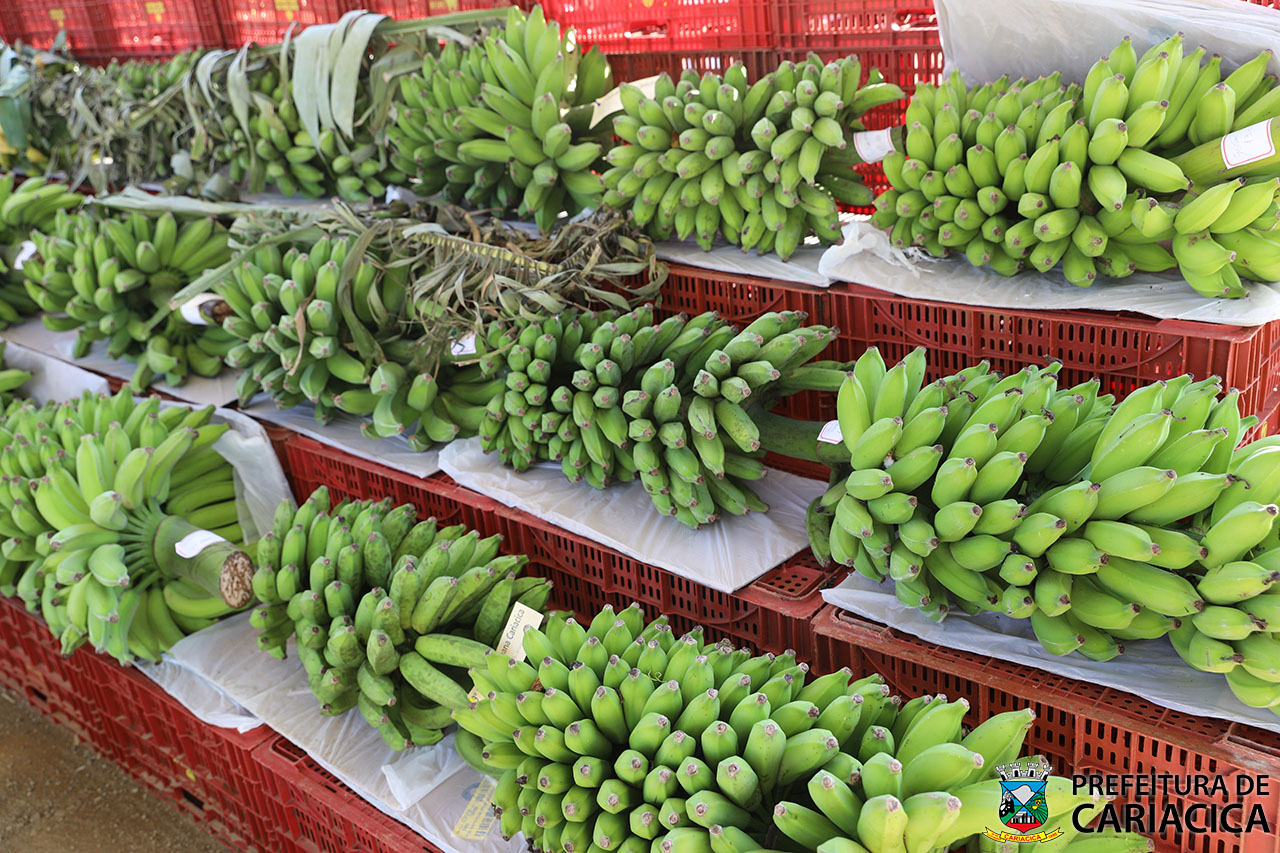 De corrida kids a atrações musicais: 11ª Festa da Banana será em outubro