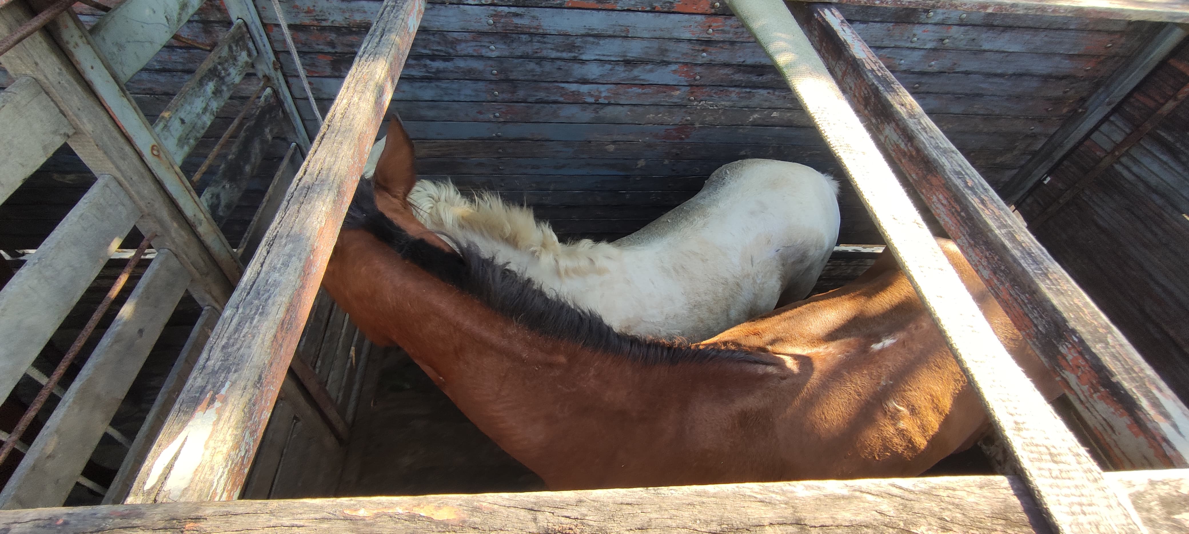Nove cavalos são recolhidos em vias públicas de Cariacica