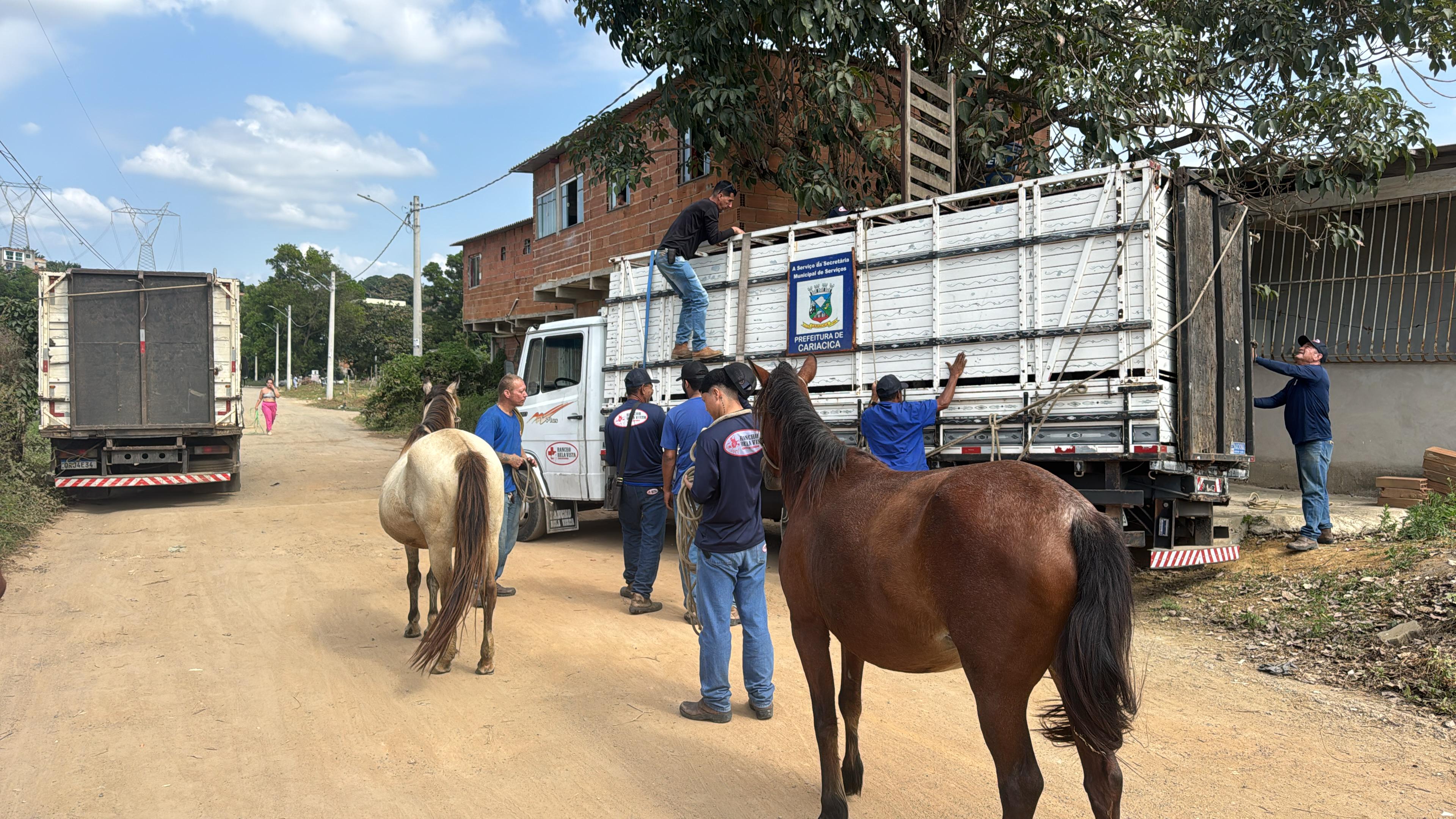 Operação da Prefeitura resgata 26 animais de grande porte em vias públicas