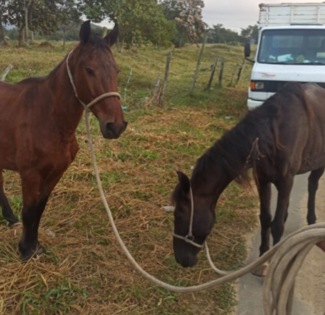 Animais são recolhidos em vias de Cariacica Sede