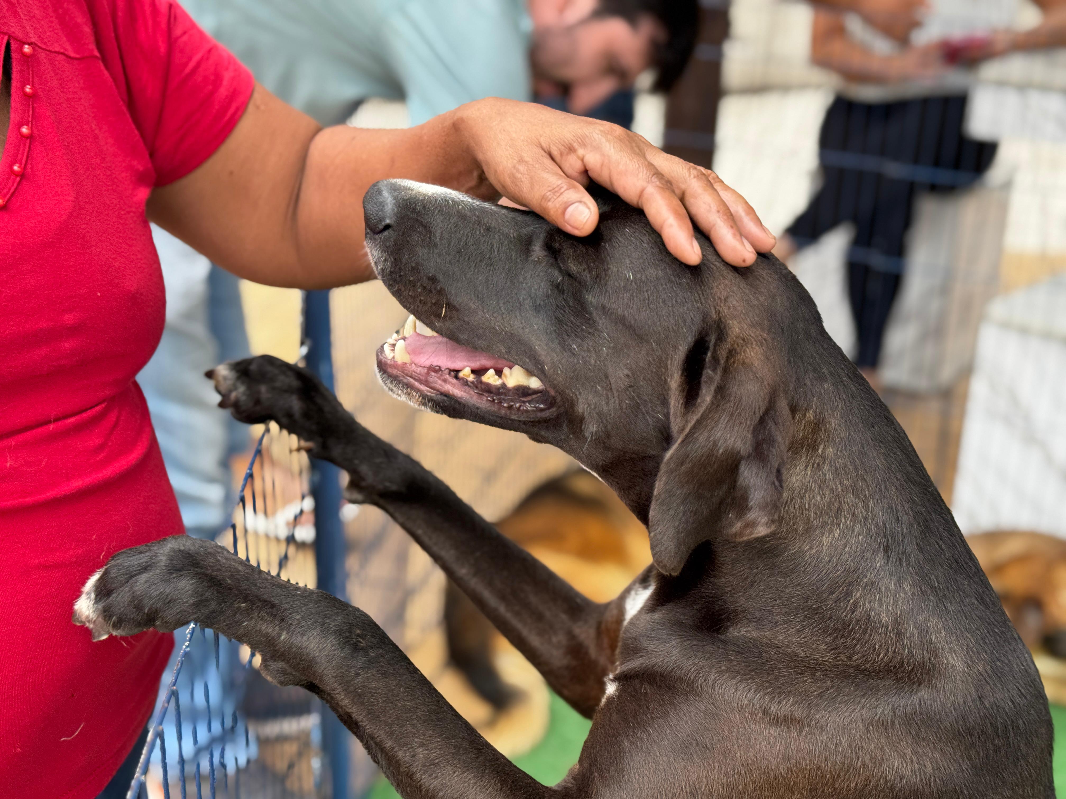 Feira de Adoção de animais encaminha pets para novos lares