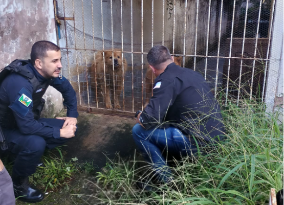 Fiscalização resgata casal de chow-chow usado para reprodução e comercialização de filhotes em Cariacica