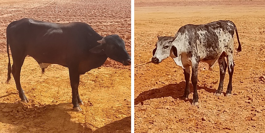 Secretaria de Serviços recolhe duas vacas soltas próximas de via pública em Cariacica