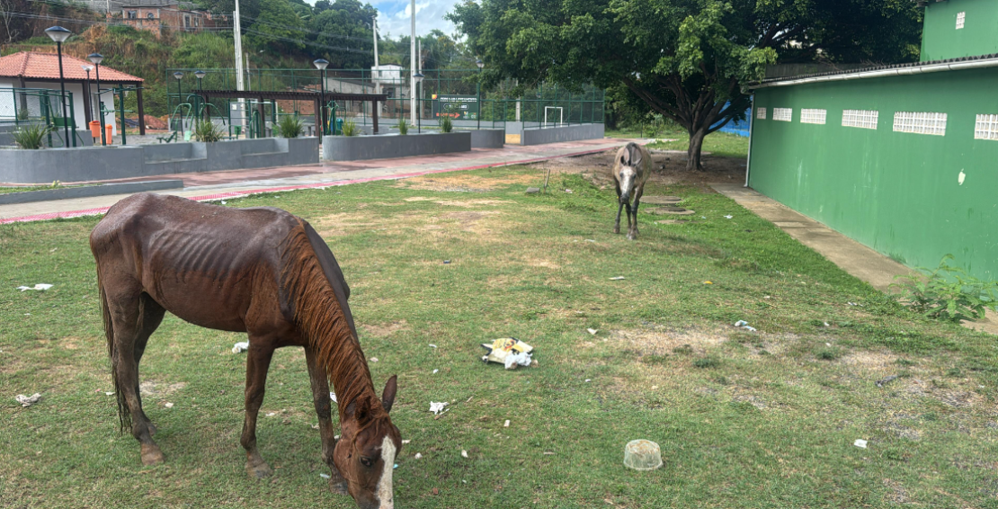 Operação integrada resulta em recolhimento de animais de grande porte na Região 12