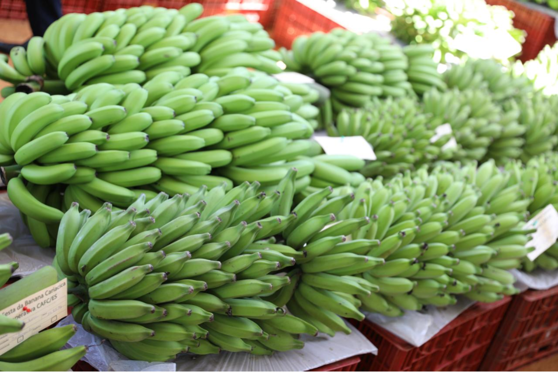 Produção de banana orgânica em Cariacica cresce 20% e atinge 3 mil toneladas em 2024