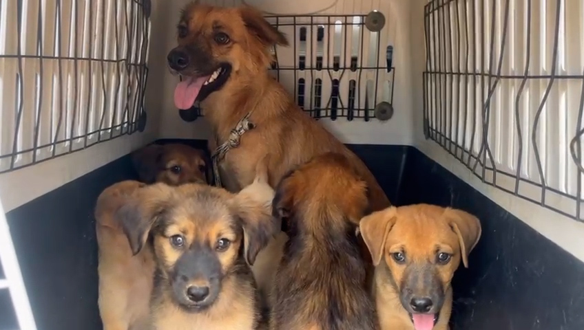 Cães resgatados são colocados para adoção; saiba como adotá-los