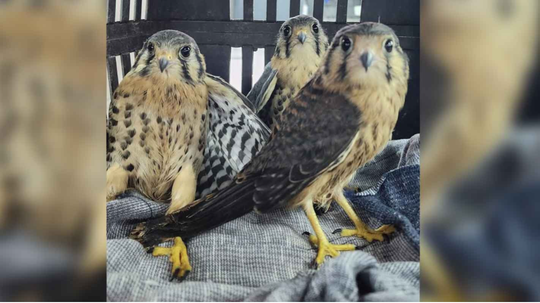 Em oito meses, mais de 160 animais silvestres já foram resgatados em Cariacica 