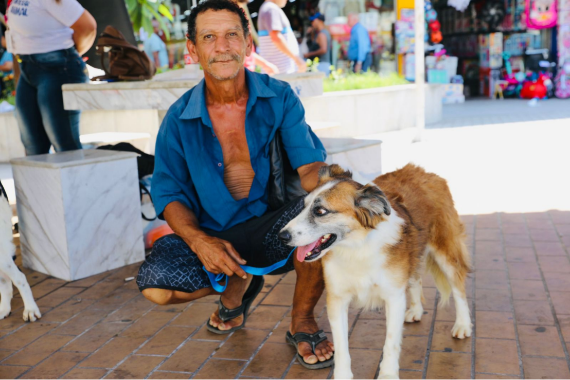 Cães e gatos resgatados ganham novos lares após feira de adoção 