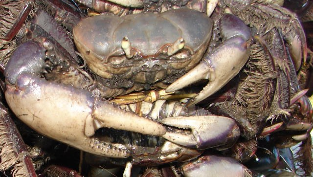 Caranguejo-uçá: captura proibida até 31 de dezembro