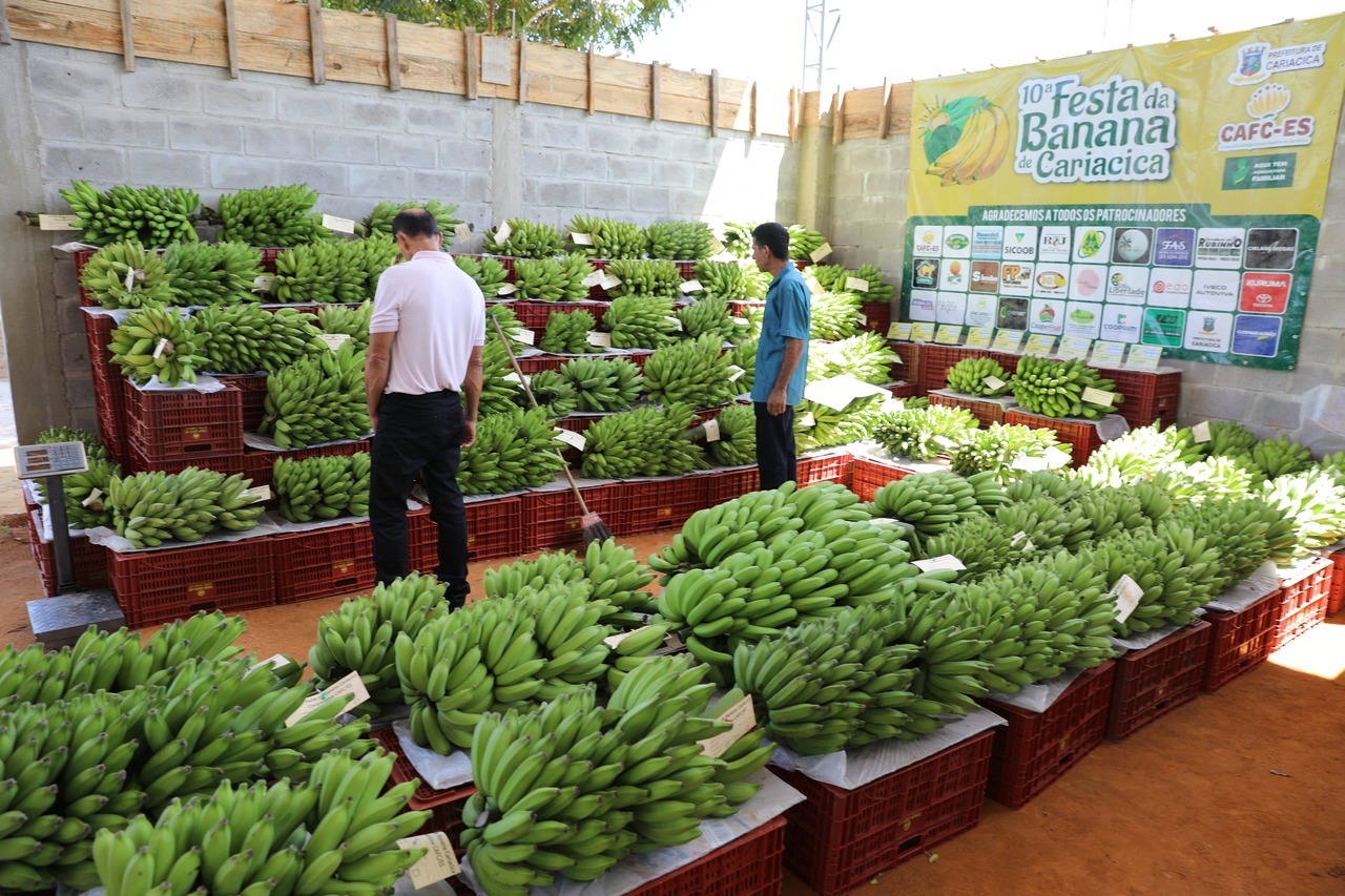 Maior produtor de banana orgânica: Cariacica registra produção de quase 6 mil toneladas da fruta em um ano
