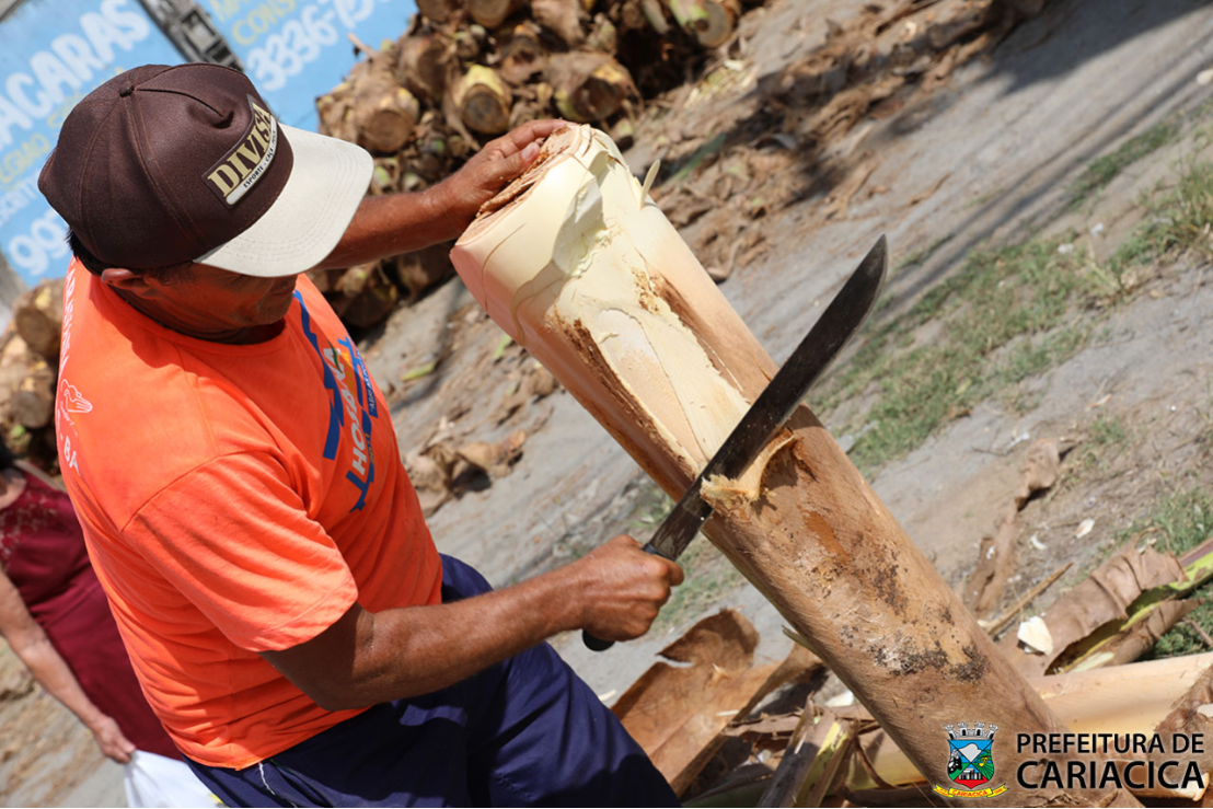 Definidos pontos autorizados para venda de palmito em Cariacica