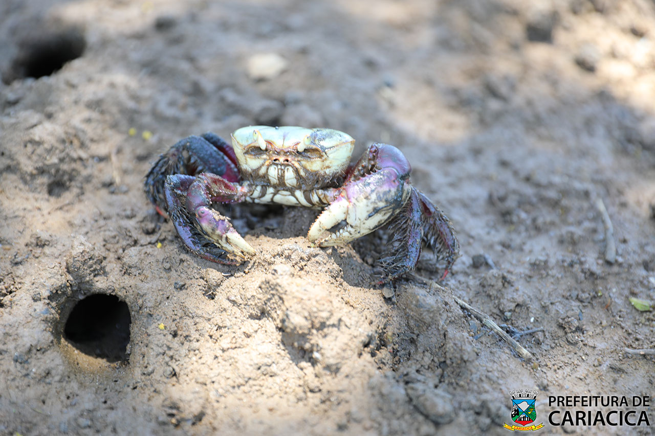 Período de defeso: captura do caranguejo-uçá está proibida até 24 de março