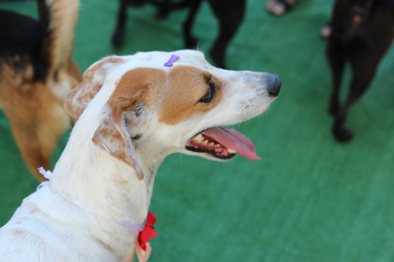 Cariacica promove Feira de Adoção de Animais no próximo dia 9 de maio