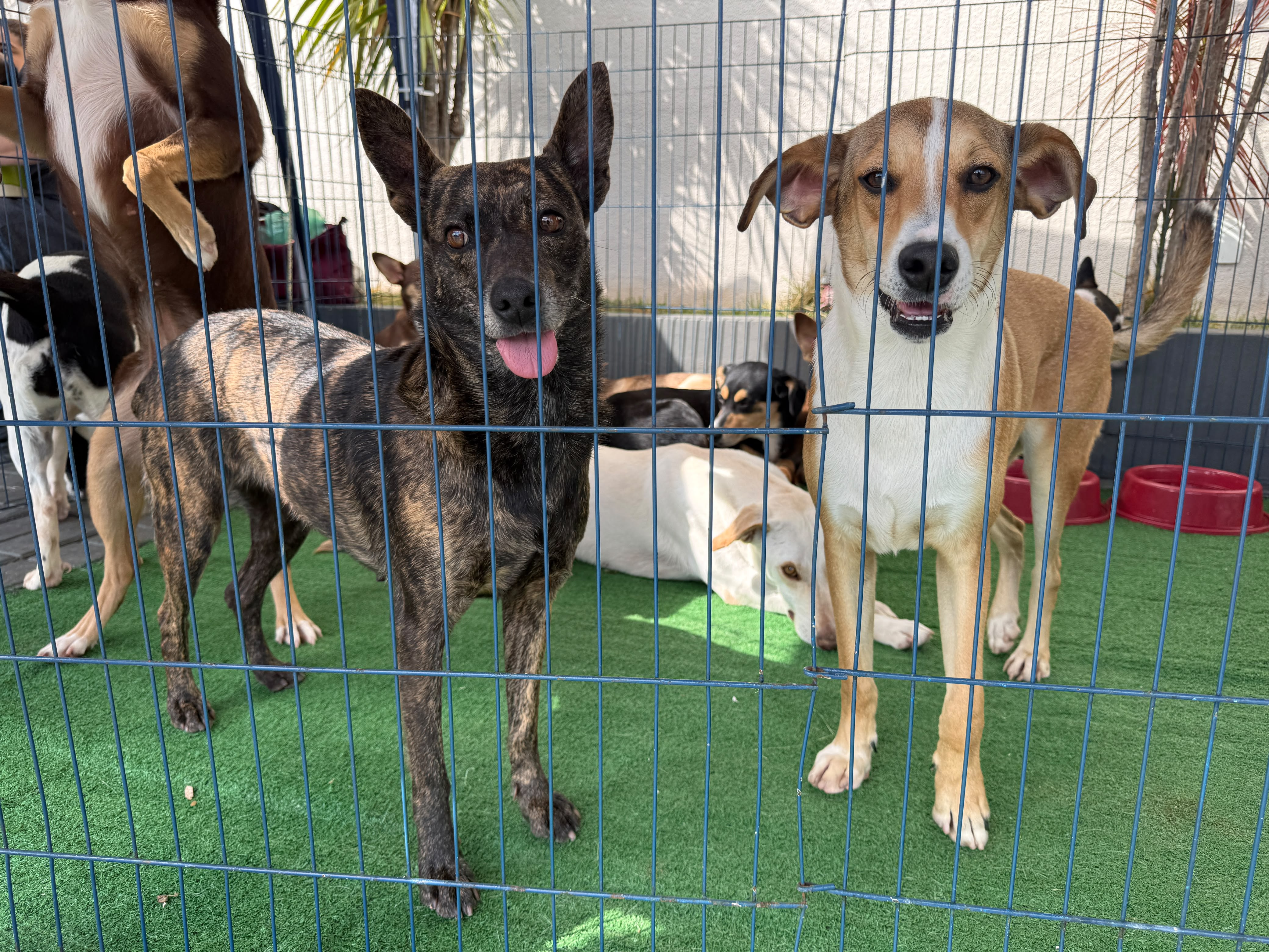 AUrraiá Pet e Feira de Adoção garantem novo lar para animais e diversão em shopping em Cariacica