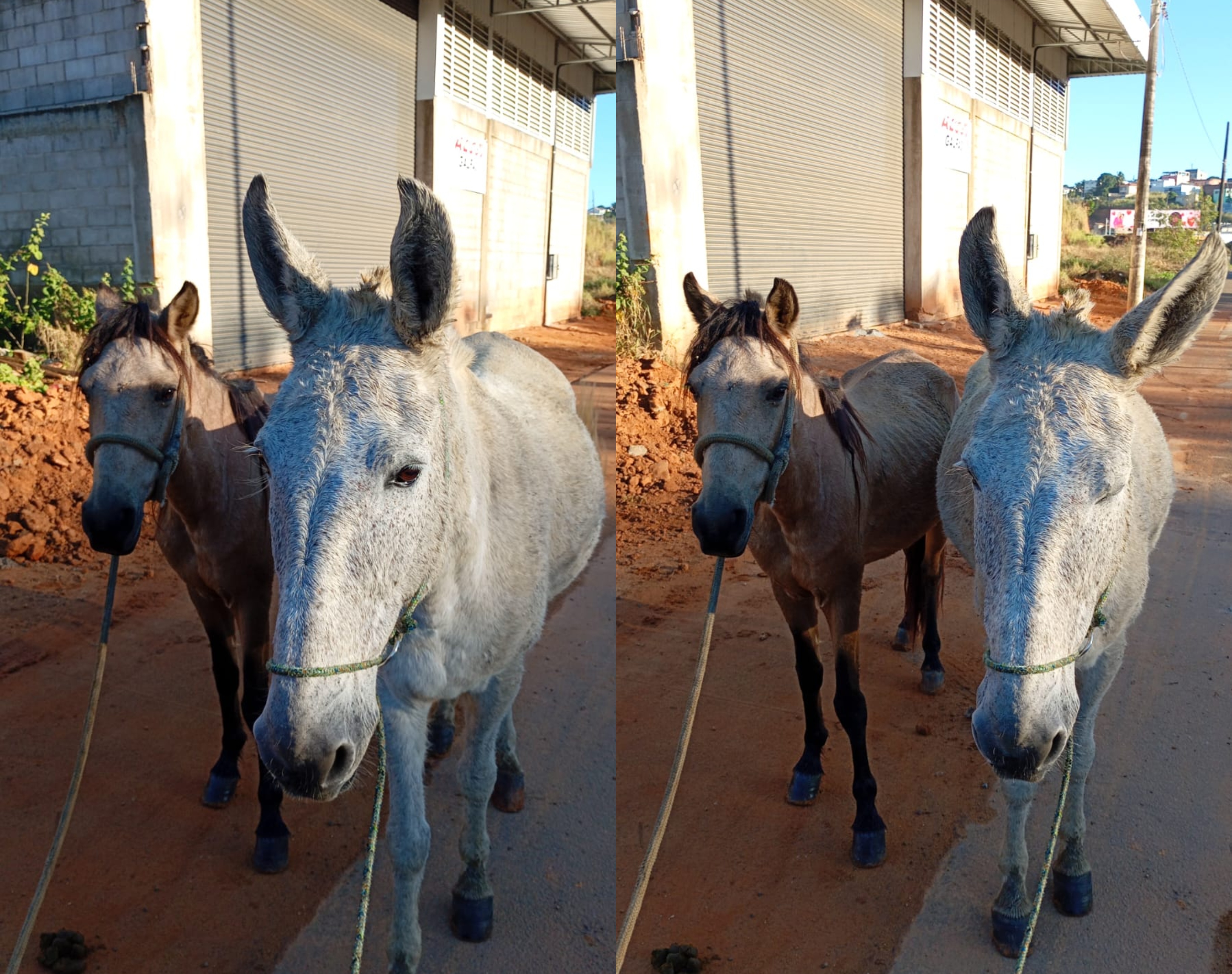 Prefeitura realiza resgate de dois cavalos na Rodovia Leste-Oeste
