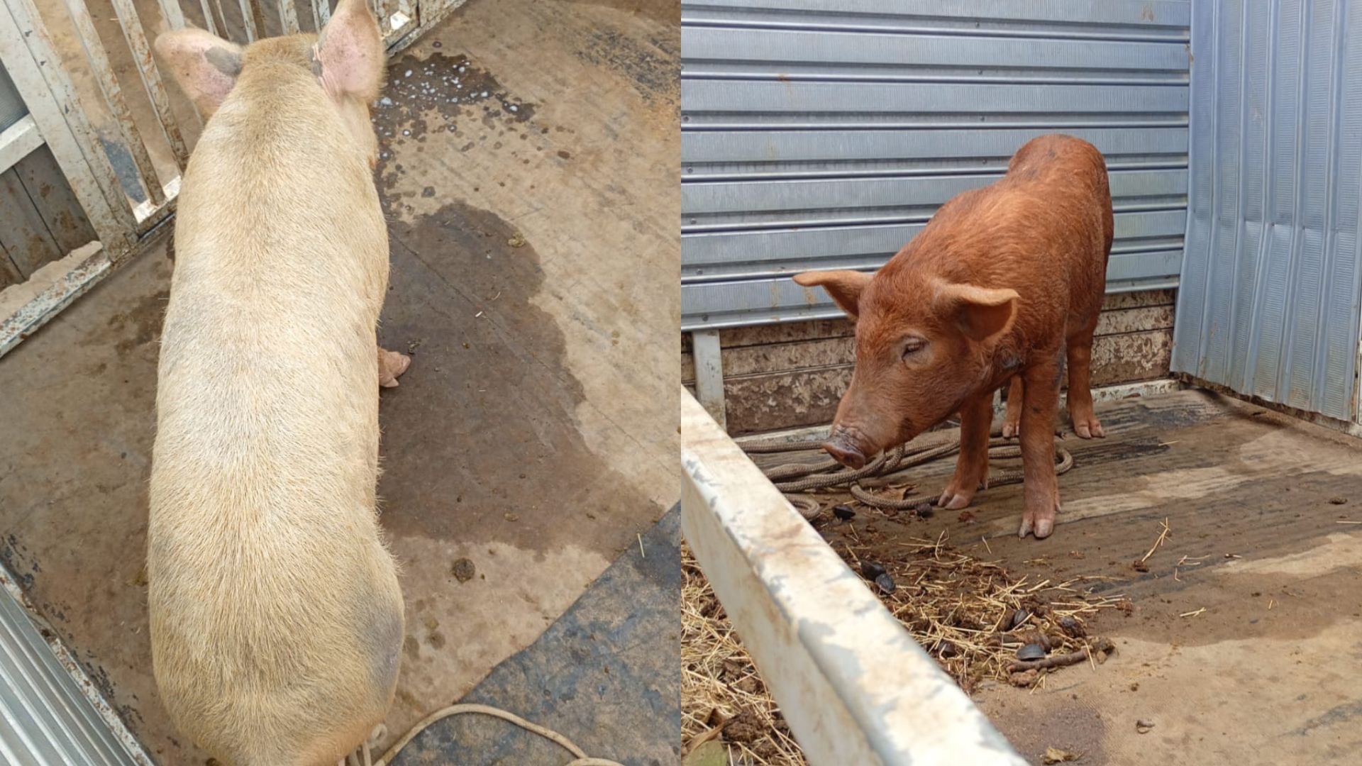 Secretaria de Serviços apreende porcos soltos em via pública no bairro Jardim Campo Grande