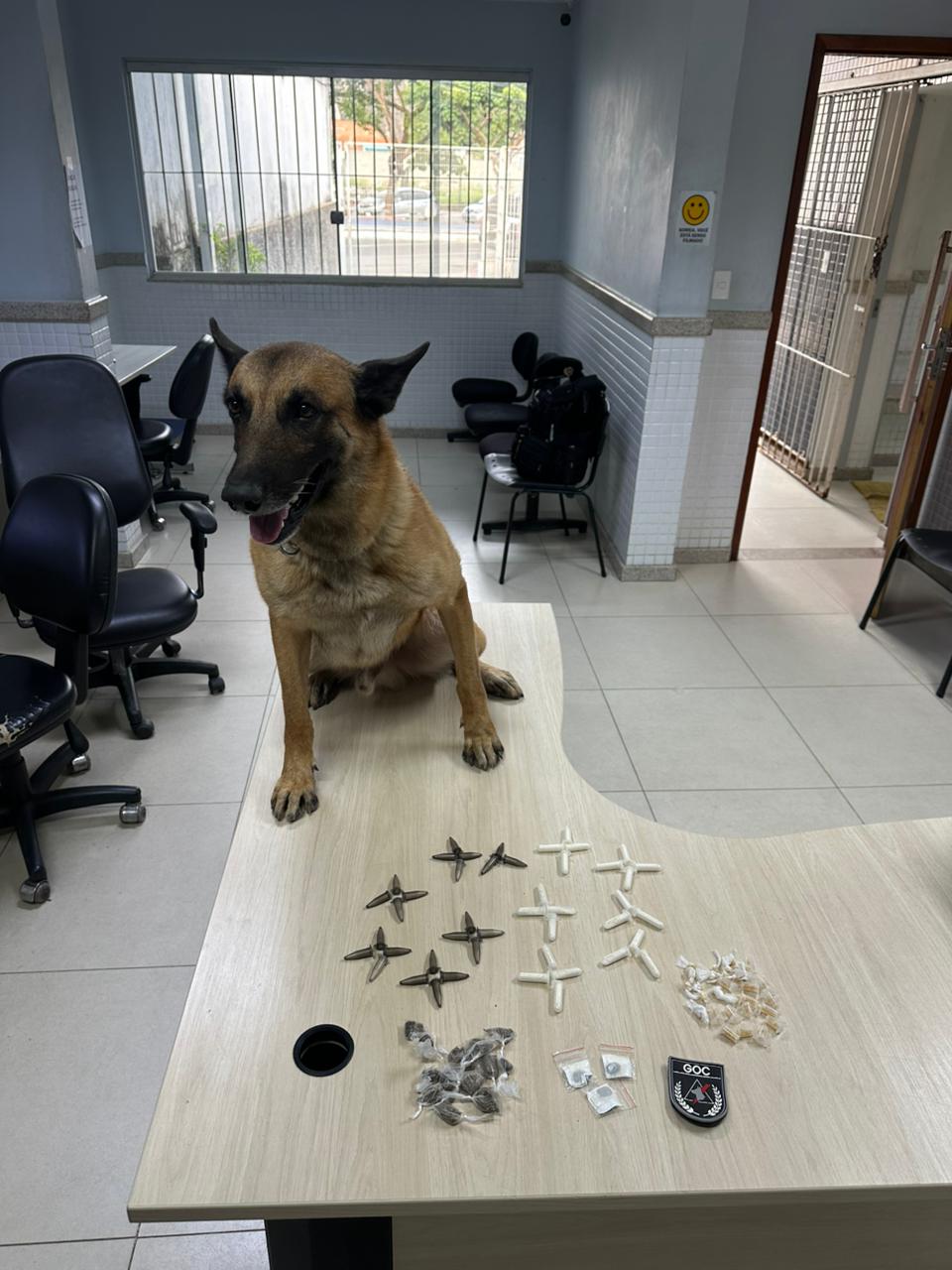 Cão farejador da Guarda de Cariacica localiza drogas em Vista Dourada
