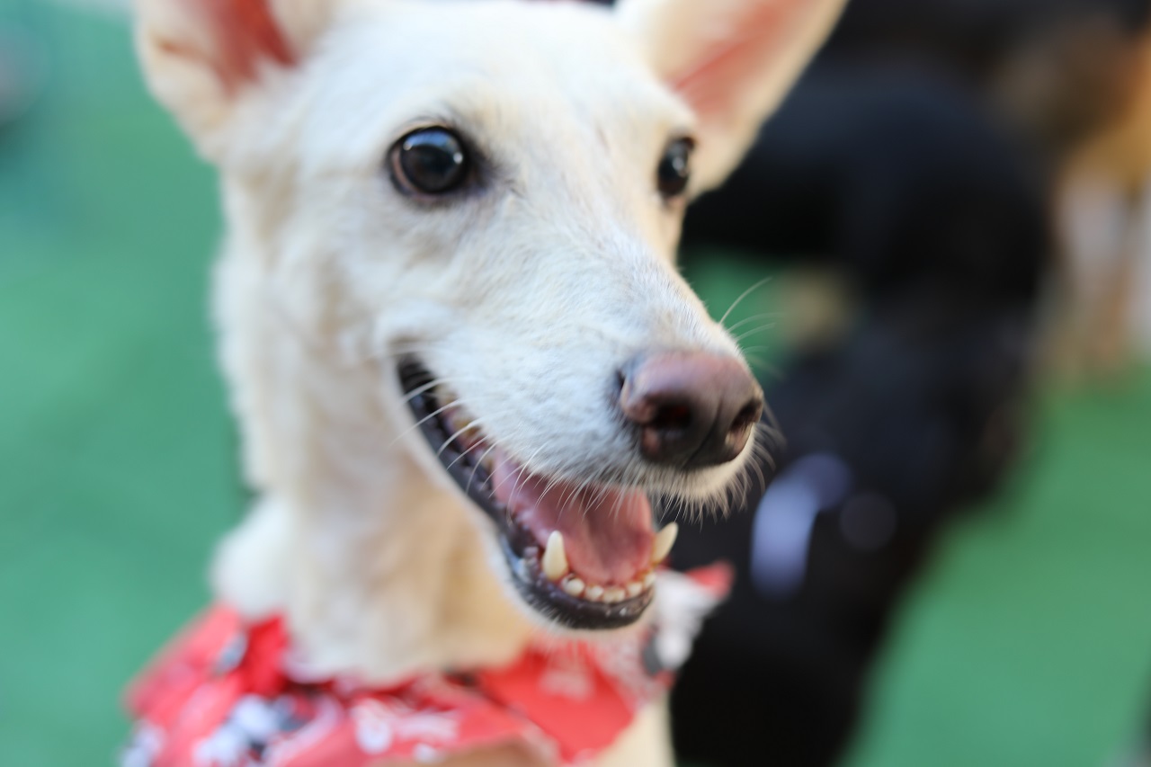 Em clima de arraiá, Feira de adoção de cães e gatos terá concurso de fantasia e cãodrilha neste sábado (25)