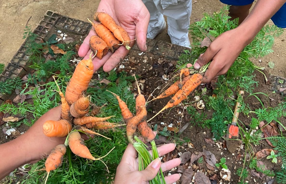 (Se)mentes Criativas: projeto do CAPSi de Cariacica usa horta e plantio no tratamento de crianças e adolescentes