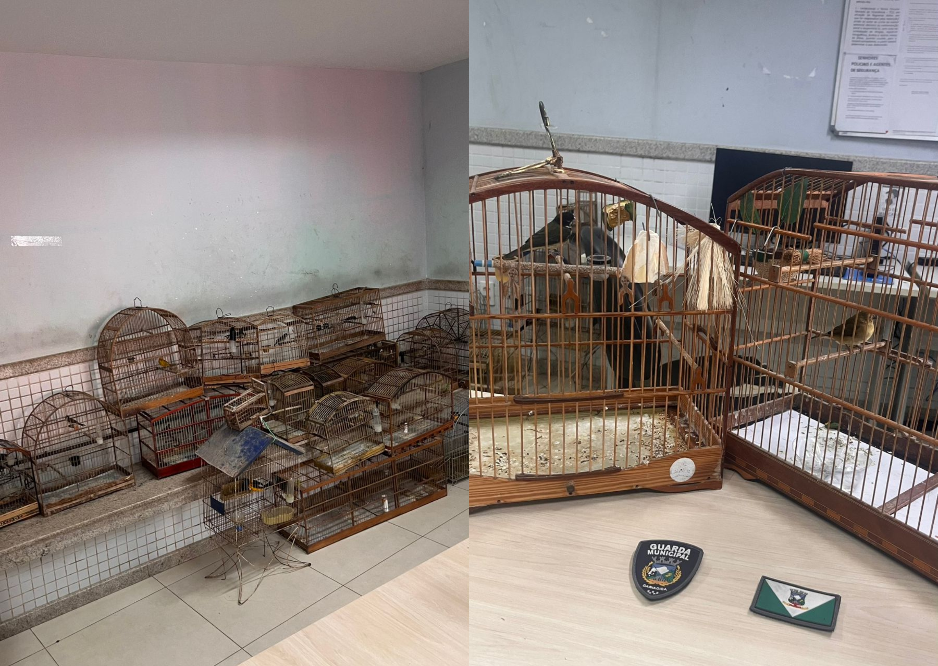 Guarda Municipal e Fiscalização Ambiental resgatam 18 aves silvestres mantidas irregularmente em Cariacica
