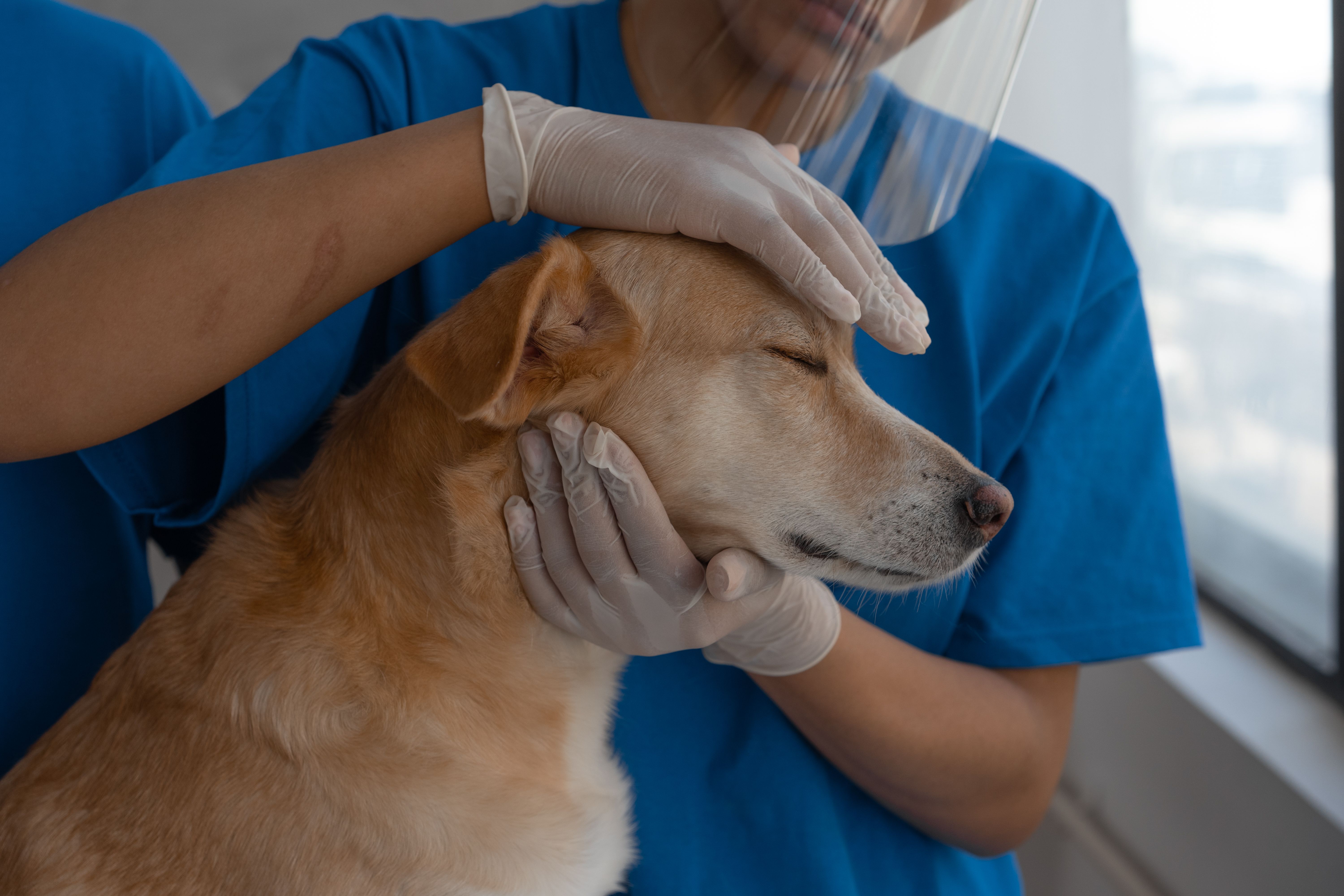 Carretão PetVida chega a Cariacica com 400 castrações e 800 vacinas gratuitas para cães e gatos