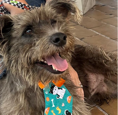 Ludmillo manda avisar: sábado (3) tem Feira de Adoção de cães na Nova Orla de Cariacica