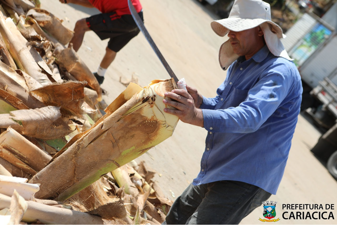 Venda de palmito está autorizada em quatro pontos de Cariacica