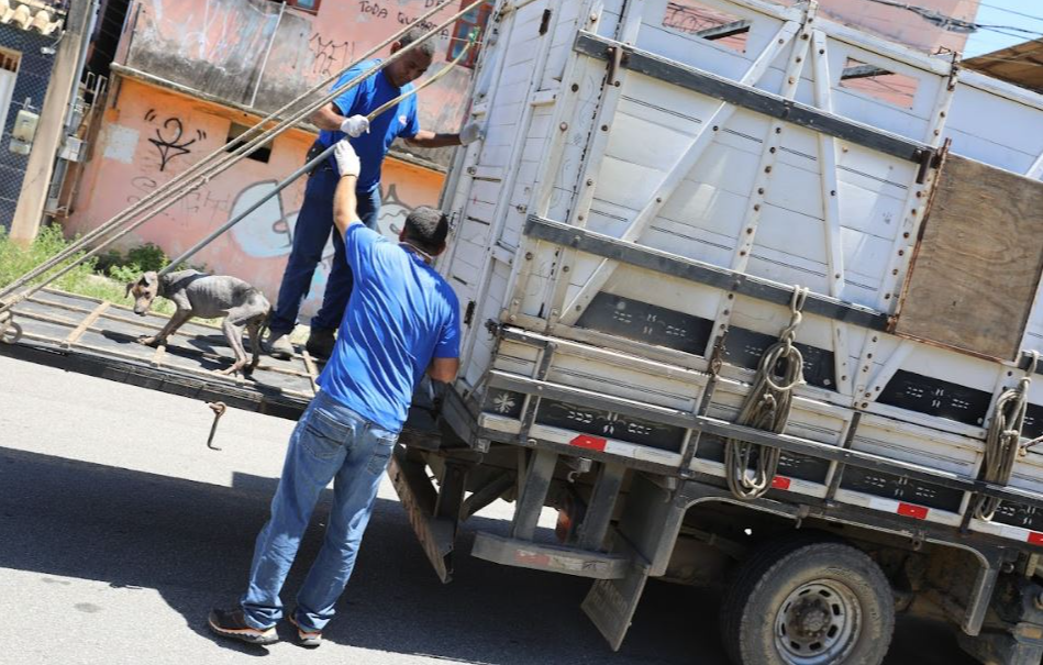Prefeitura resgata 26 animais vivos em situação crítica de maus-tratos em Cariacica