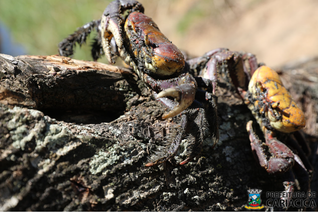 Fiscalização apreende mais de 200 caranguejos capturados irregularmente