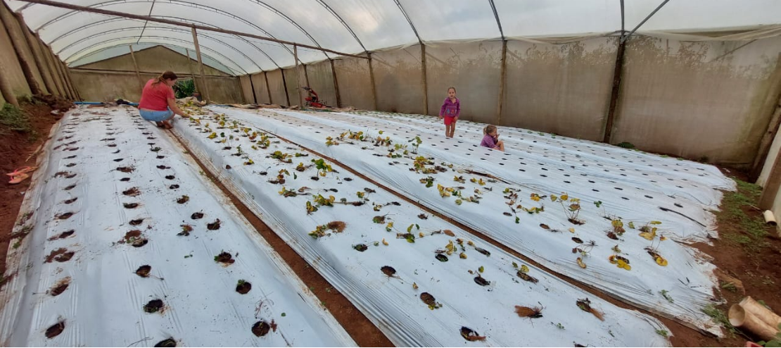 Secretaria de Agricultura inicia projeto de plantio experimental de morango na zona rural de Cariacica