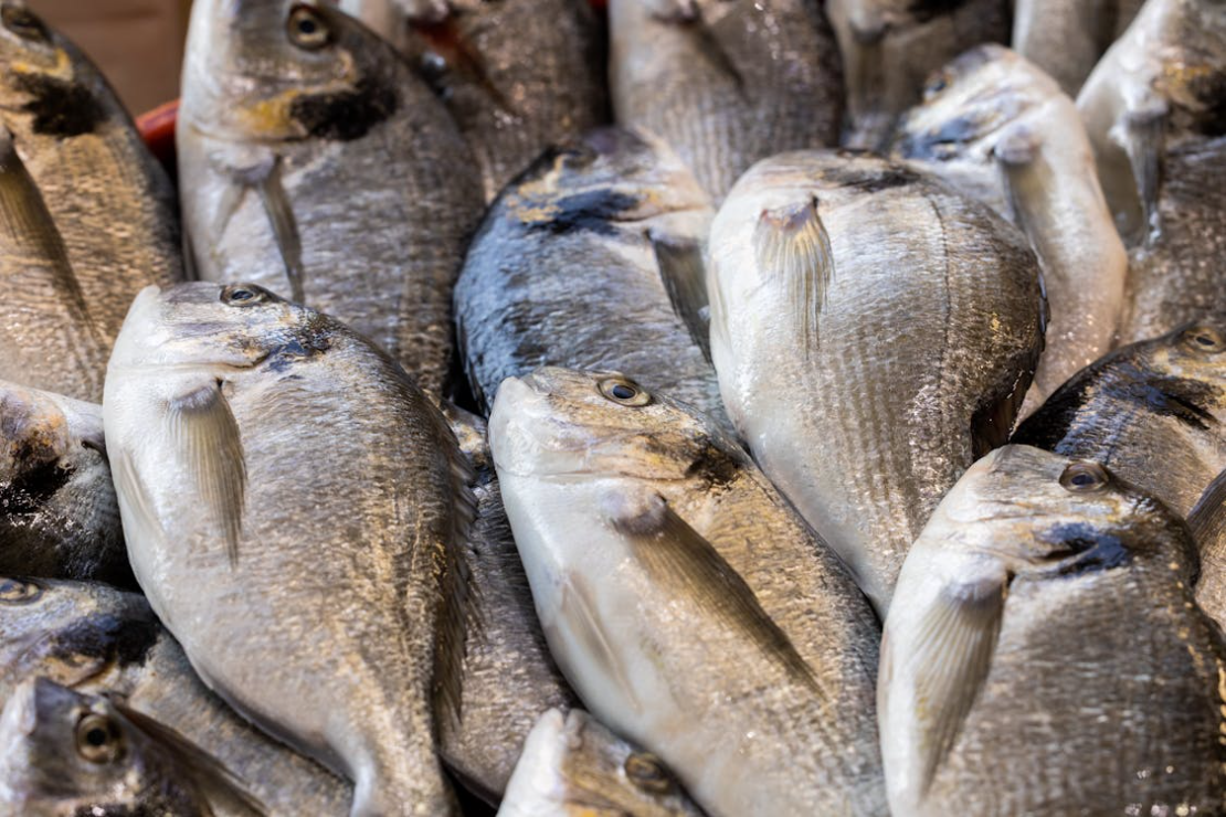 Vigilância Sanitária promove palestra sobre boas práticas para manuseios de pescados