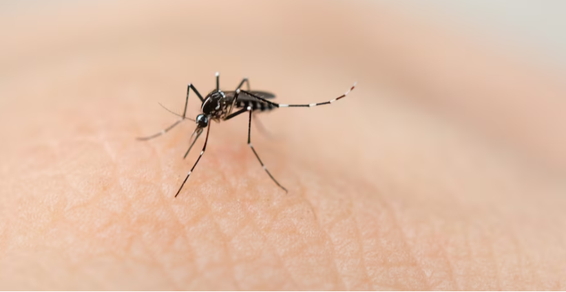 Atenção morador! Confira dicas para evitar proliferação do mosquito Aedes aegypti