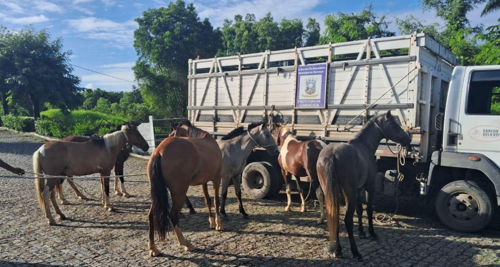 Seis animais são recolhidos em vias públicas pela equipe da Semserv