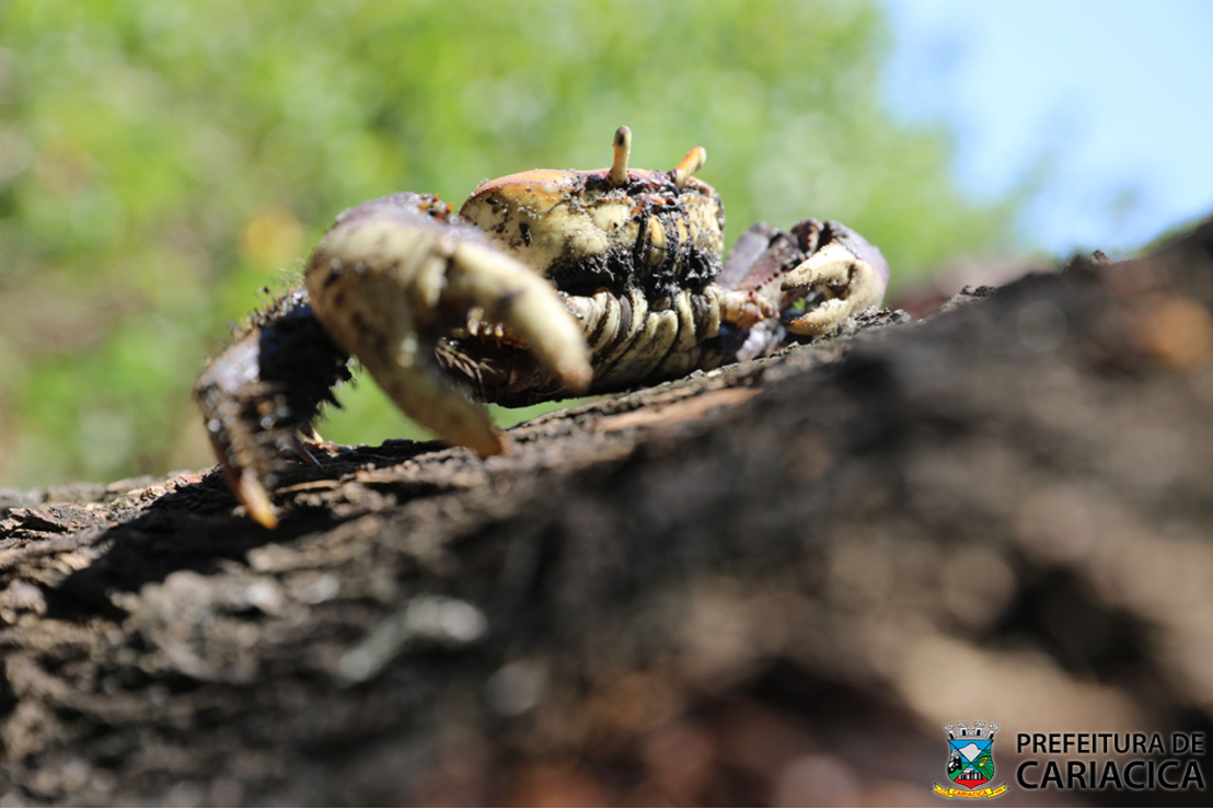Segundo período de andada do caranguejo-uça começa neste sábado (10)