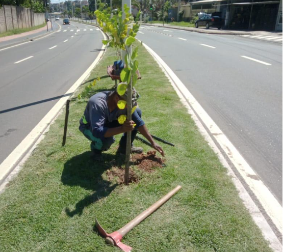 Secretaria de Serviços planta mudas de árvores no canteiro central da Rodovia José Sette