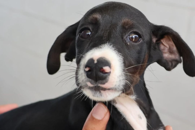 Me leva pra casa? Sábado (13) será dia de Feira de Adoção de cães e gatos na praça de Campo Grande