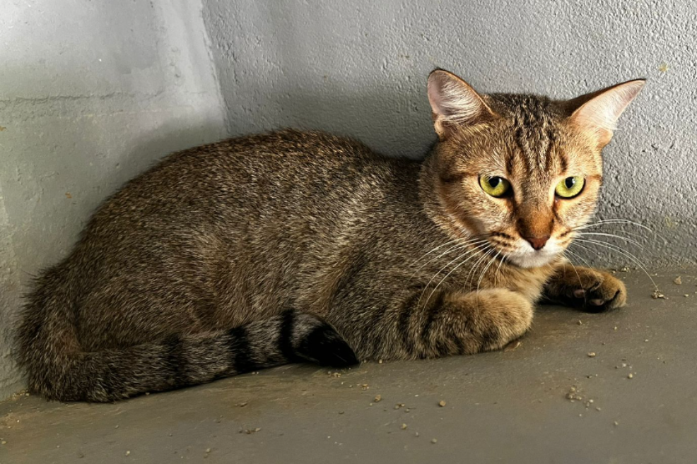 Me leva pra casa? Gata Summer está disponível para adoção