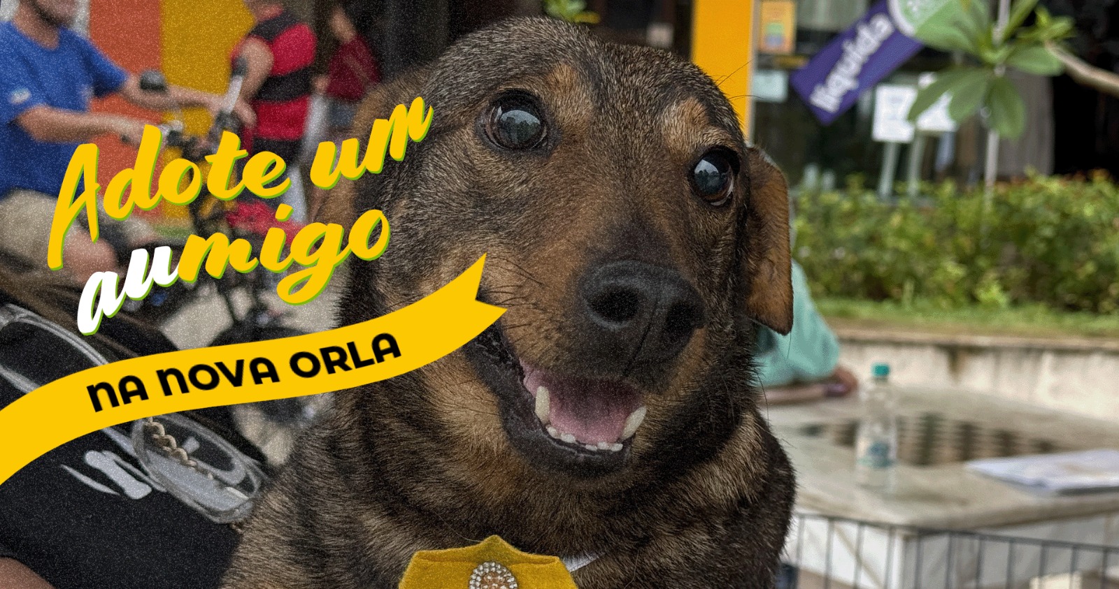 Nova Orla sedia evento de adoção com 15 cães vítimas de maus-tratos