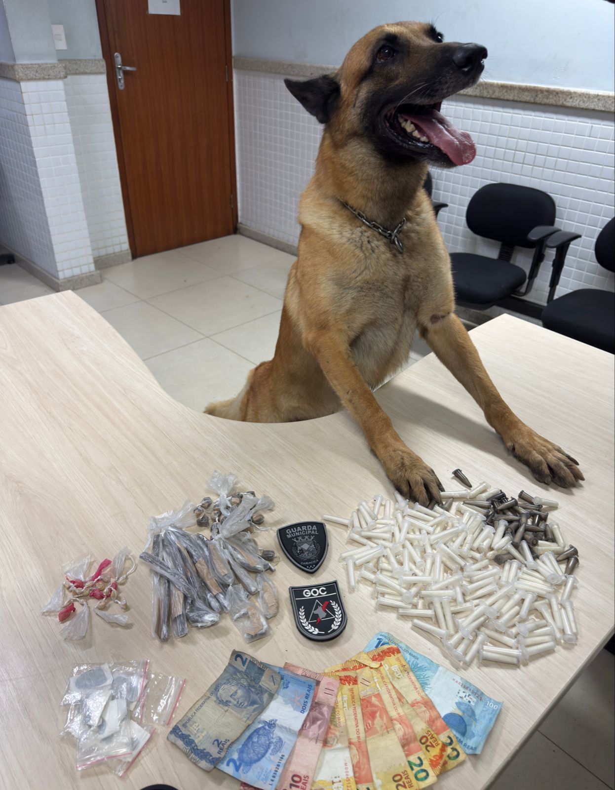 Com ajuda de cão farejador, Guarda Municipal faz apreensão de drogas em Nova Rosa da Penha