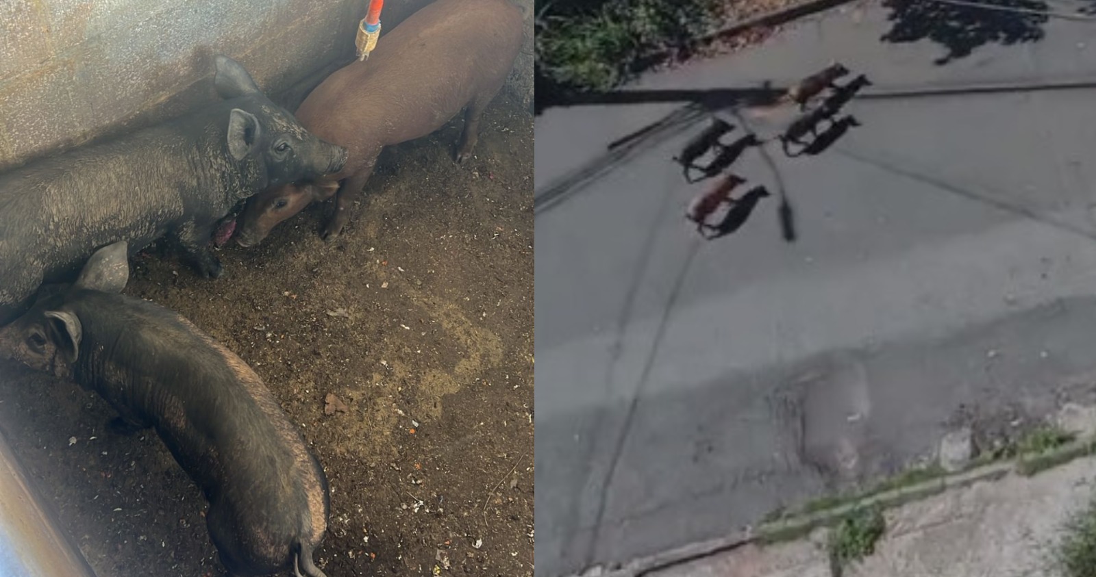 Secretaria Municipal de Serviços recolhe porcos soltos em rodovias 
