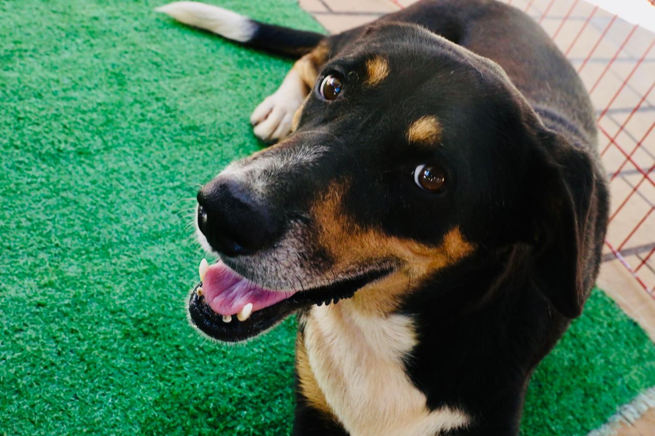 Evento de adoção leva cães resgatados ao shopping Moxuara neste sábado (11)