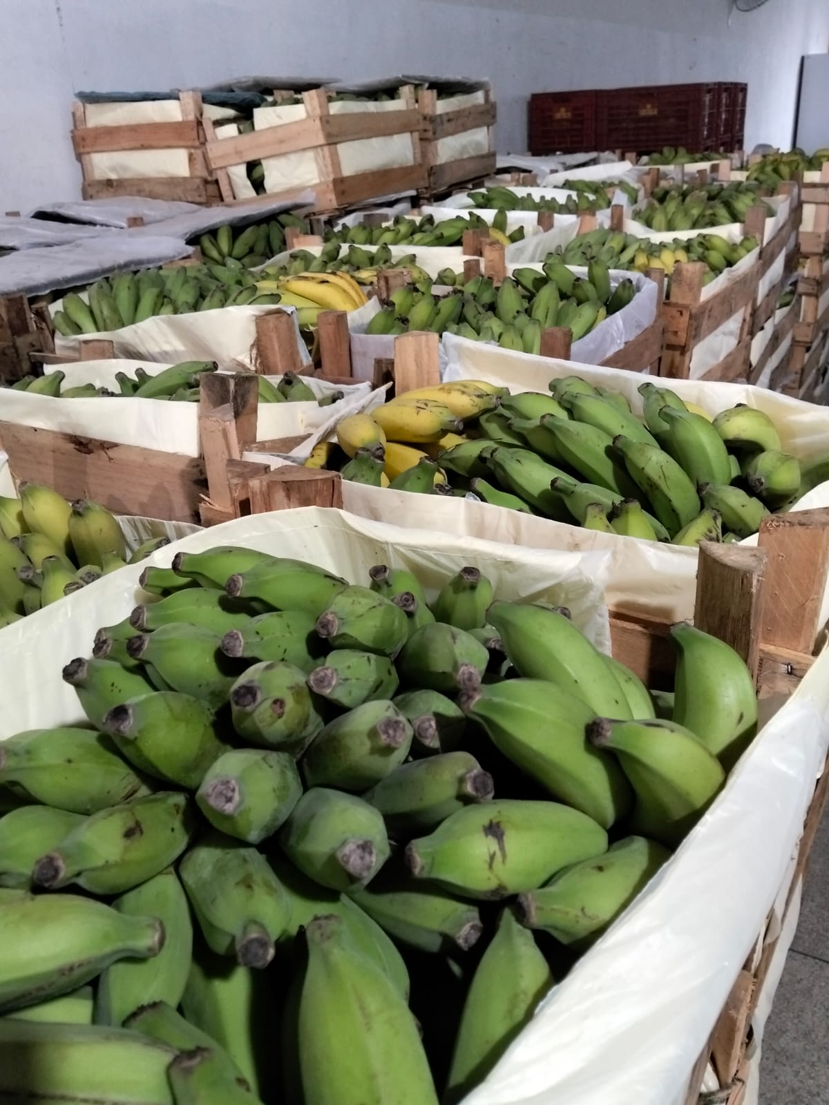Banco de Alimentos de Cariacica recebe oito toneladas de frutas para doação