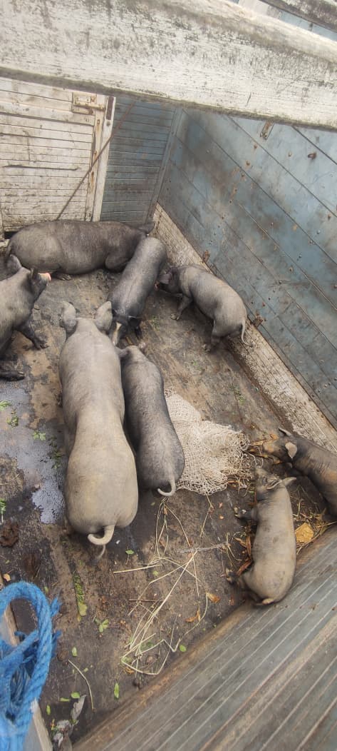 Prefeitura de Cariacica apreende onze porcos soltos em Santa Bárbara