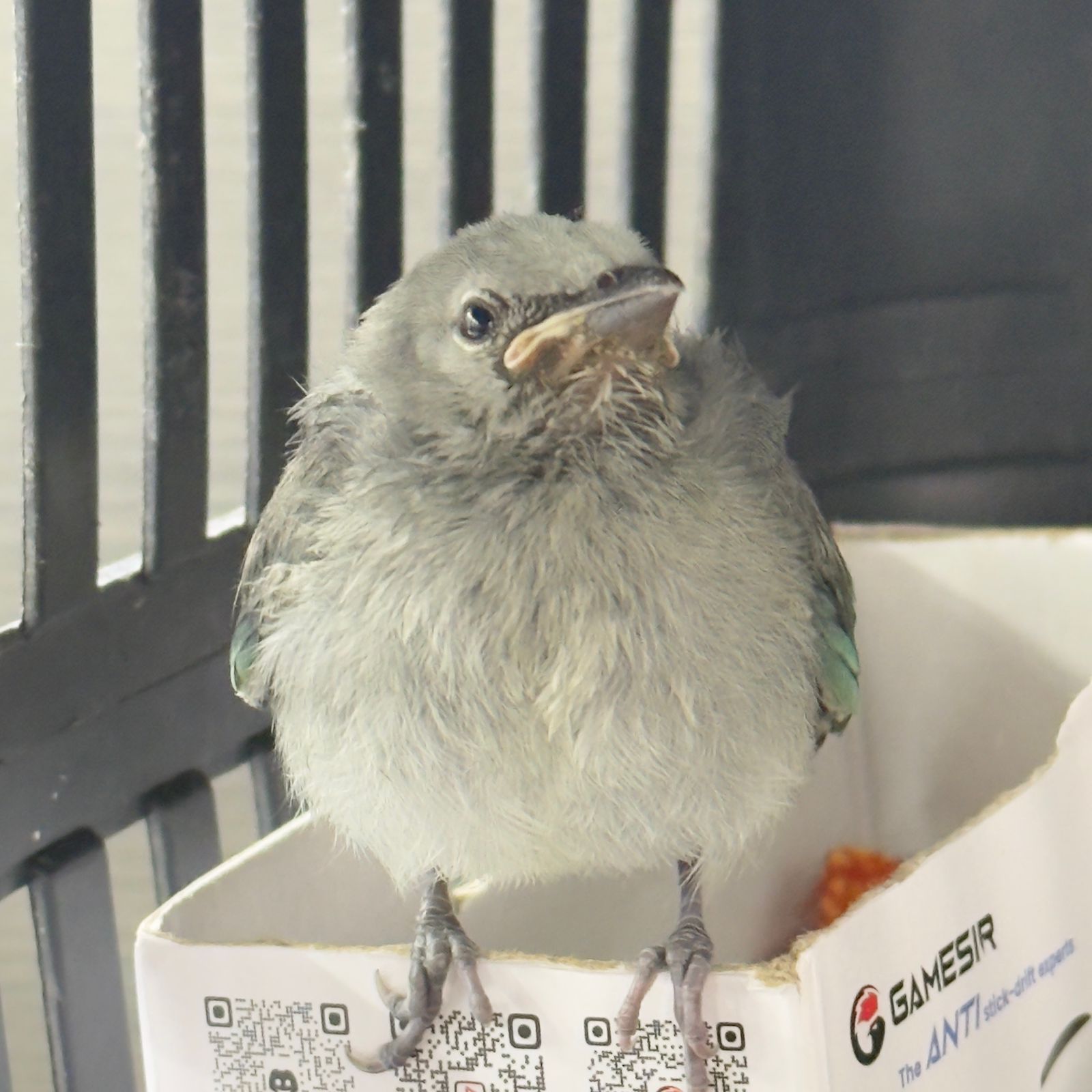 Filhote de pássaro silvestre é resgatado em quintal de morador em Cariacica