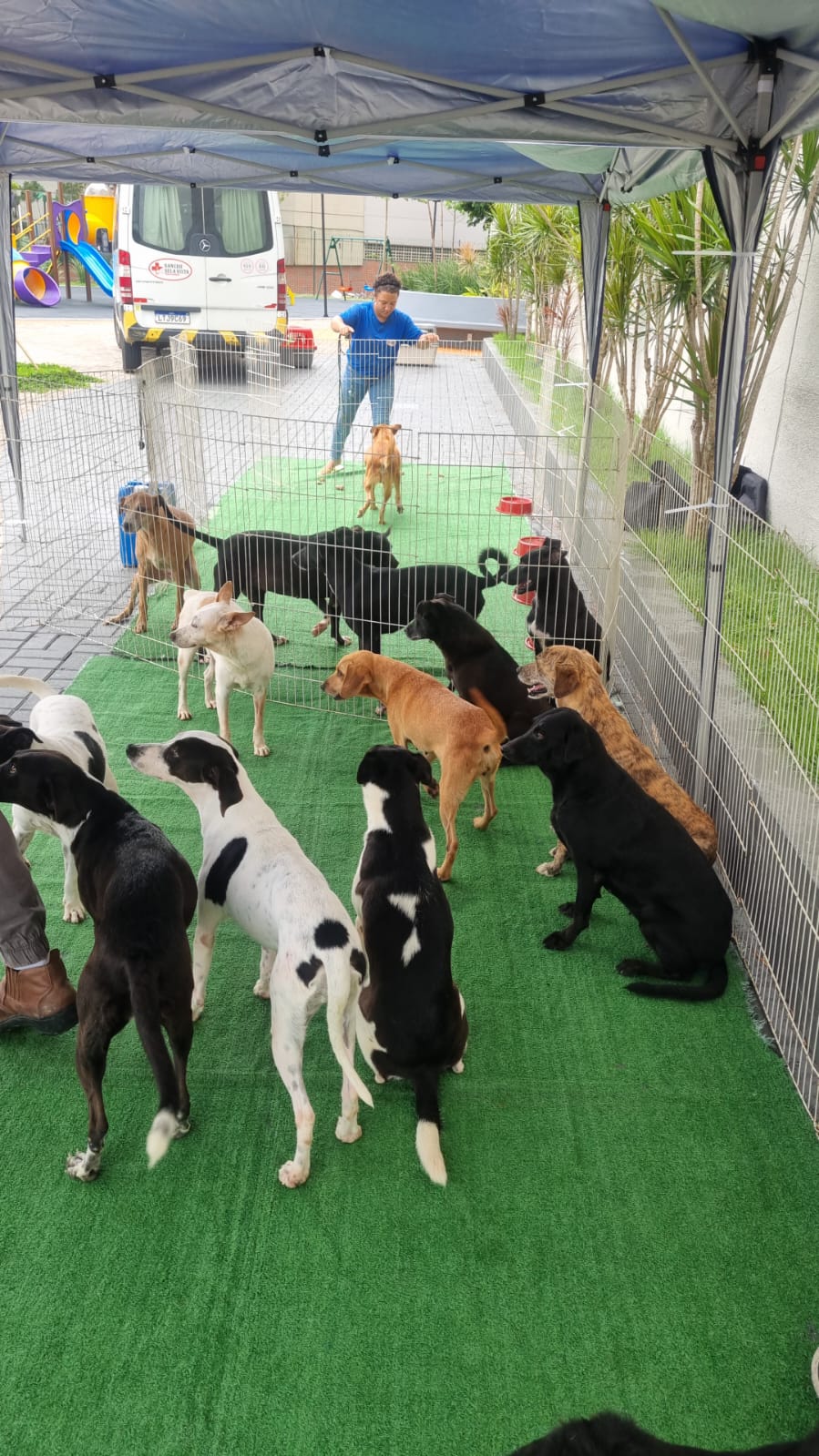 Cães resgatados ganharam novos lares em evento de adoção no Shopping Moxuara neste sábado (31)