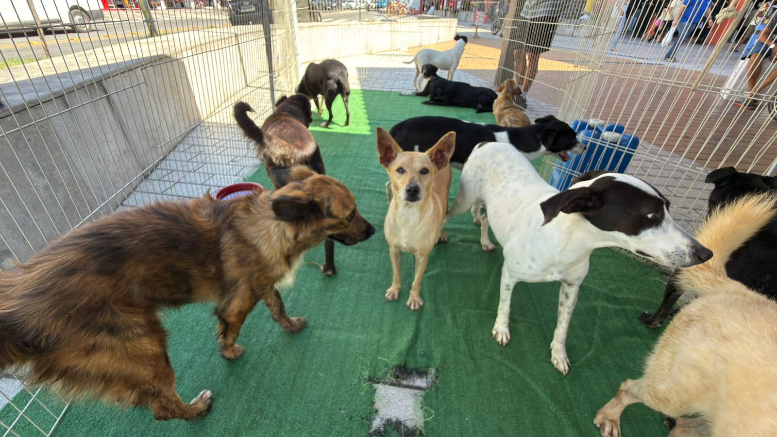 Evento de adoção em Campo Grande neste sábado (7) garante novos lares para animais resgatados