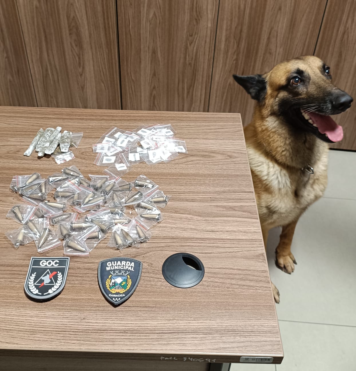 Cão farejador da Guarda Municipal de Cariacica localiza entorpecentes em São Francisco